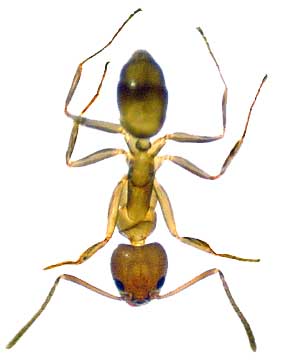 Iridomyrmex Humilis Mayr