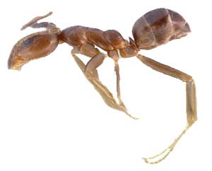 Iridomyrmex Humilis Mayr