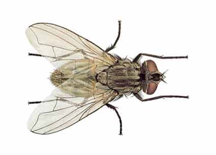 Mosca doméstica